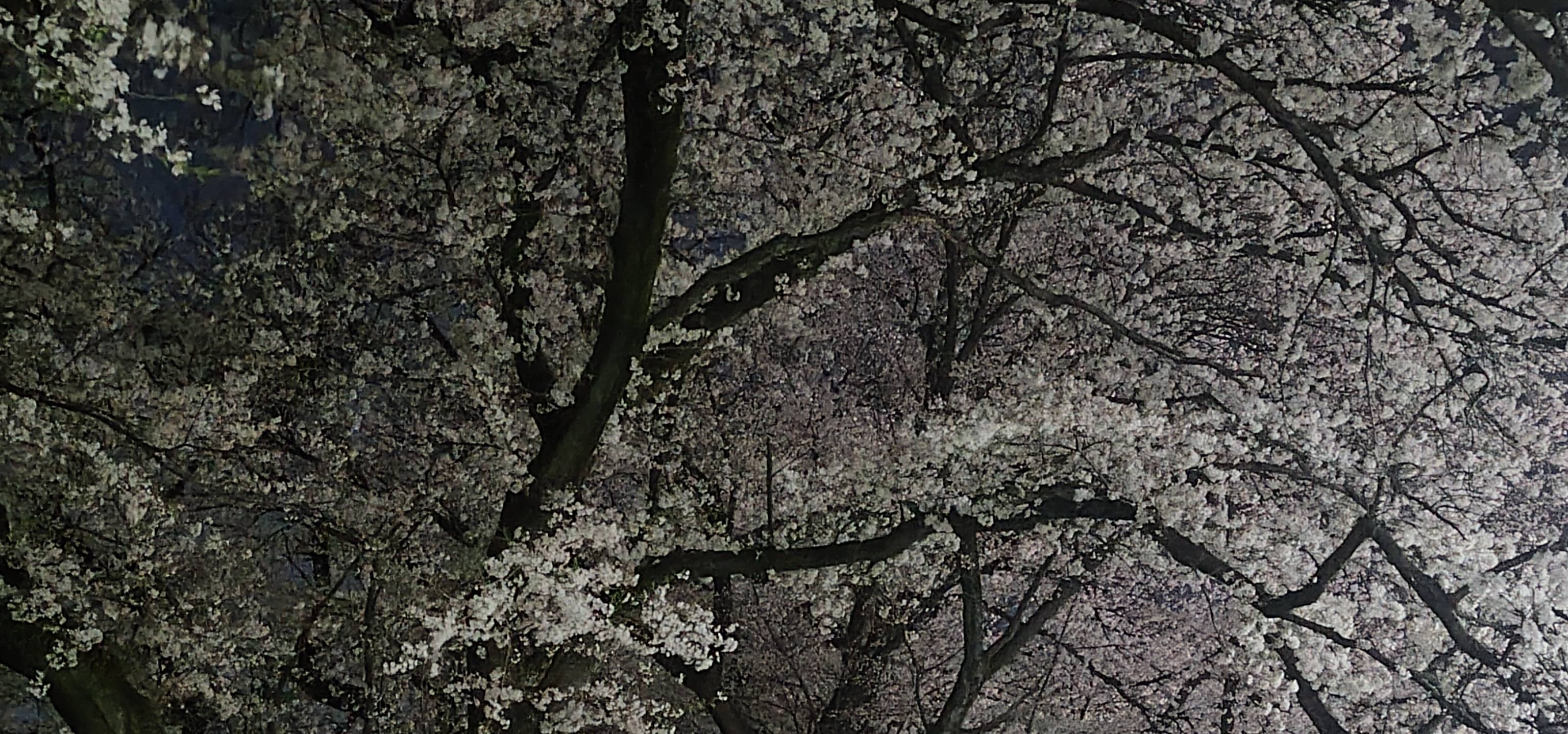 Picture of the article